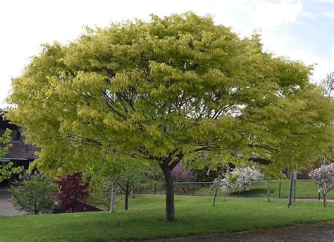 Zelkova Kiwi Sunset